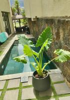 Grand Baie Villa des amis sur la plage. - Ferienwohnung Grand Baie