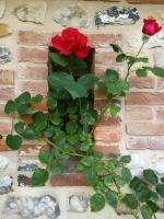 Petite maison et grand jardin Wifi Mer a 20 minutes - B&B Royville