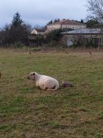 Logis Dézamy chambre d'hôtes - B&B La Couture