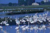 Corte Spina - Bed and Breakfast Lido di Spina