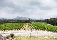 Wildeberg Manor House - Bed and Breakfast Franschhoek