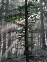 Waldresidenz - B&B Neubrandenburg