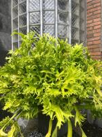 D'Kastil Jogja - B&B Cepit