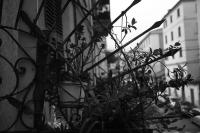 Bella Napoli Guesthouse Trattoria Pizzeria - B&B La Spezia