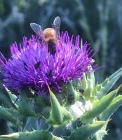 Paso Robles Wine Country Ranch House & Firepit - B&B Paso Robles