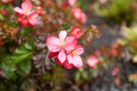 Portas da Levada A by Rent-a-key - B&B São Vicente
