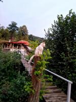 Garden Spa Retezat - Bed and Breakfast