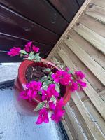 Charmant Studio Cosy Amatera - Ferienwohnung Fort-de-France