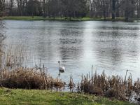 Ferienwohnung Am Schwanenteich - B&B Putbus