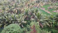 Coconut Garden H - B&B