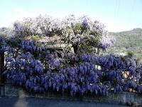 Casa IL GLICINE - Ferienwohnung Camporosso