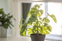 Il Bnb Perfetto - Comfort e Stile - B&B Milan