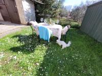 Ferienwohnung Istrien 200m Strand - B&B Fasana