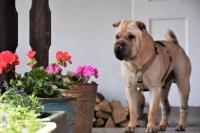 Cottage in Hluboke u Kunstatu - B&B Hluboké