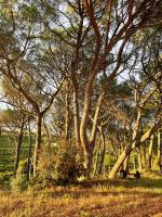 "La Pinède" à l'ombre des pins tout simplement - Ferienwohnung Montfrin