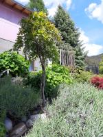 Zaunkönig - B&B Telfs