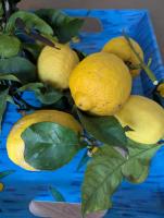 Due passi dal mare - B&B