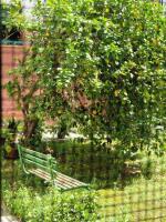 Las naranjas de reina mercedes - B&B Siviglia