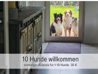Ferienhaus Odisheim - Hunde herzlich willkommen - hoher Zaun - Terrasse mit Überdachung - familienfreundlich - B&B Odisheim