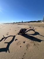 Bay Watch apartment by the sea - B&B Lignano Sabbiadoro