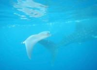 Royal Court Hotel - Bed and Breakfast Kilindoni