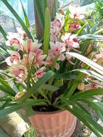 Casa Mia - B&B Scala