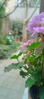 Loft Centro Ingresso Indipendente Giardino Privato - B&B
