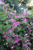 Burg street - Bed and Breakfast Windhoek