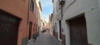 Gatto errante - B&B Pesaro