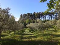 Orange Olives - Quinta Chao de Galizes - B&B