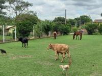 Sítio familiar Casa de campo em Bonfim - B&B Bonfim