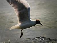 Seemöwe am Naturstrand - Ferienwohnung Hilgenriedersiel