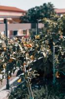 Xanthates escape - B&B