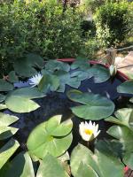 Independent studio st Clement of rivers 5 mn montpellier - B&B Saint-Clément-de-Rivière