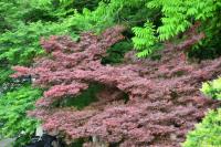 Kamer met Queensize Bed en Balkon