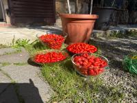 Bed & Breakfast Casale Gregoriano - B&B San Gimignano