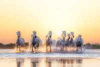 Apaloosa - Parking Wifi Plage TOP PROS SERVICES - B&B La Grande-Motte