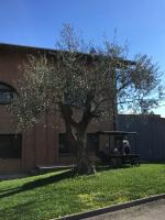 La Corte D'Emilio B&B - B&B Vignola