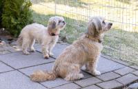 FeWo Harzer Bergwind Sankt Andreasberg, 1 Hund bis 30Kg willkommen, große eingezäunte Terrasse mit Gasgrill - Bed and Breakfast Sankt Andreasberg