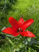 The Garden Room - B&B Spittal