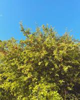 Kazacérola - Ferienwohnung Fort-de-France