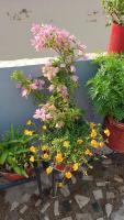 Shri Devbhoomi homestay - Chambres d'hôtes Haridwar