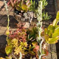 The Snuggery Cottage - your snug Howick stay - Ferienwohnung Howick