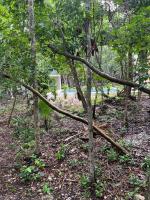 Villa Lotta - private access to lagoon - Bed and Breakfast Bacalar