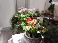 ciclopi - B&B Palermo