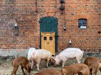 Bauernhof-Streichel-Zoo-KOMBI-Familien-Suite-im-Wald-am-See - B&B