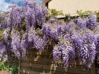 La Parenthèse Impressionniste - B&B Lametz