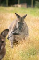 Deluxe Zimmer mit Kingsize-Bett