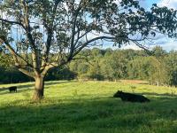 Yonah View King Beds - Wine Country Bliss - B&B