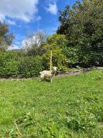 Havre de paix à la campagne - B&B Plabennec